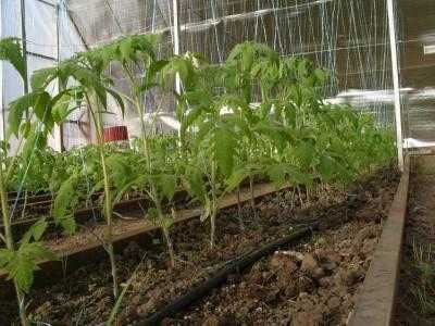 Бизнес идея выращивание помидоров в теплице с расчетами