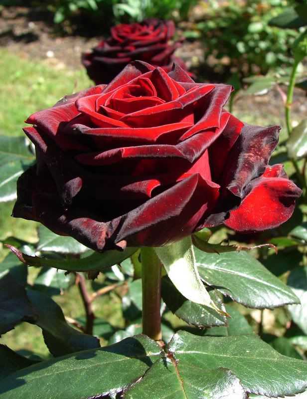 Роза черная магия: описание и особенности выращивания