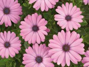 Цветы остеоспермумы: многолетние или однолетние растения, выращивание, посадка и уход