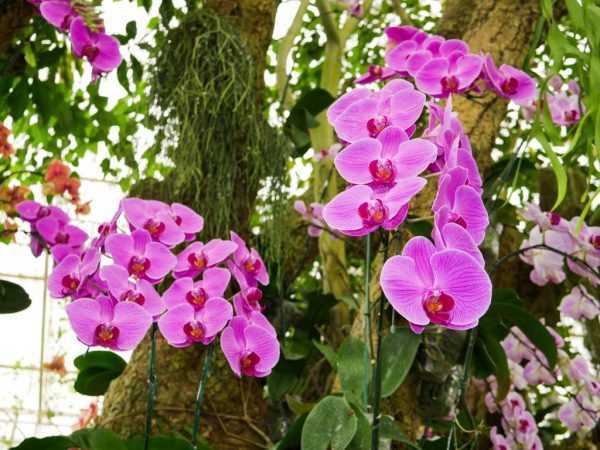 Орхидея масдеваллия: уход в домашних условиях, виды, пересадка