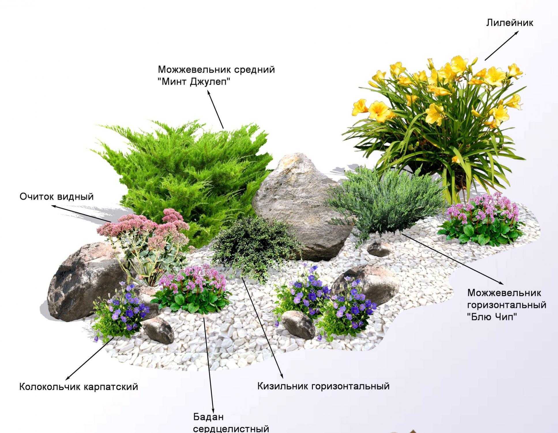 Флоксы - 106 фото роскошного кустарника и его использования в саду