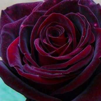 Роза черная магия (black magic) — что это за редкий сорт, описание