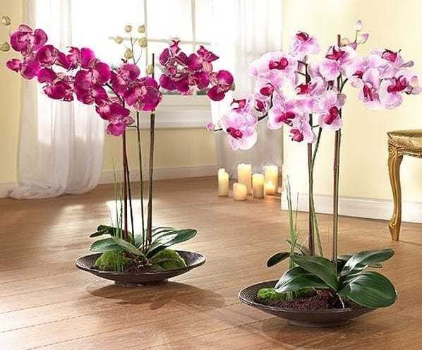 Фаленопсис или орхидея-"бабочка" - при правильном уходе в домашних условиях способно радовать владельца великолепными цветами в течение нескольких месяцев