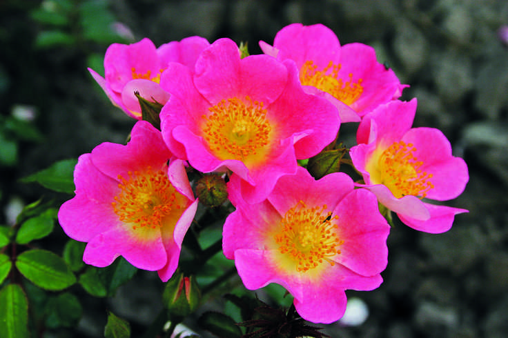 Почвопокровные розы: лучшие сорта и выращивание