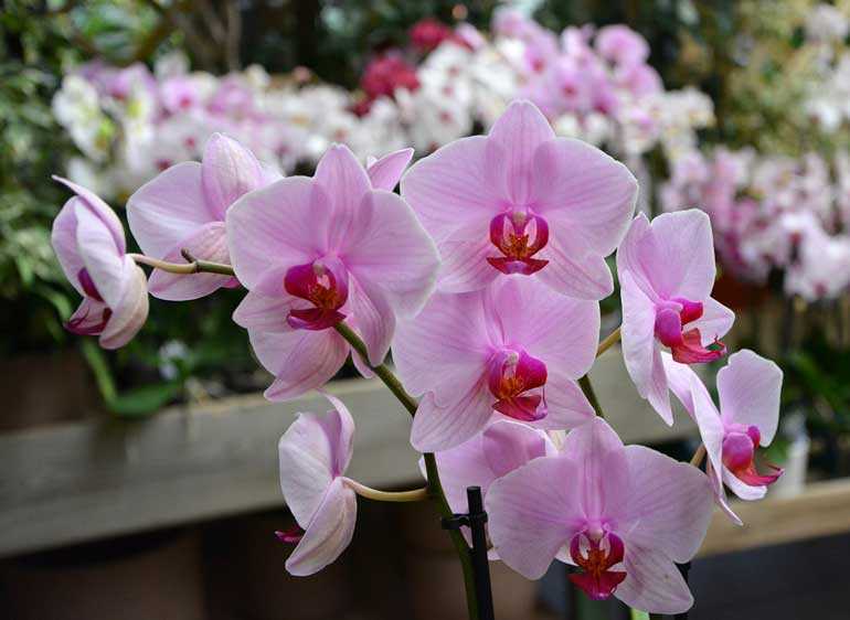 Орхидея дендробиум основные виды, рекомендации по уходу и размножению в домашних условиях (фото): дендробиум после цветения