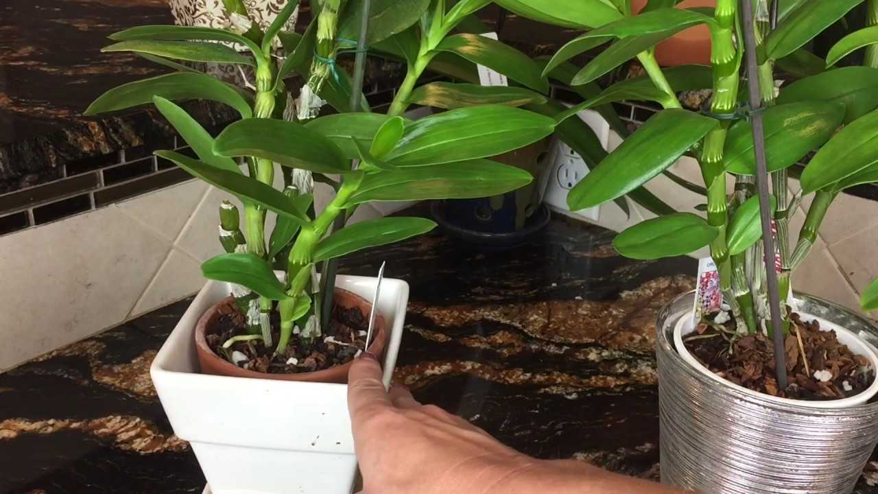 Когда выкапывать и как хранить луковицы гиацинтов?