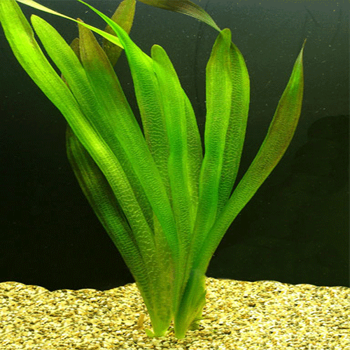 Аквариумное растение валлиснерия (спиральная, гигантская, нана, натанс и другие)