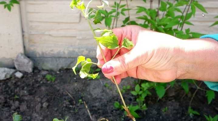 Укоренение хризантемы из букета в домашних условиях: как черенковать, выращивать