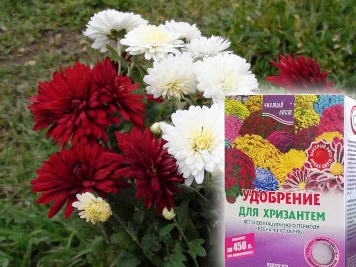 Как сохранить горшечные хризантемы до весны? уход в домашних условиях. фото — ботаничка.ru