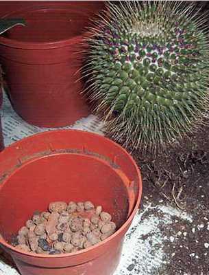 Период и время цветения кактусов: условия по уходу и выращиванию растения дома