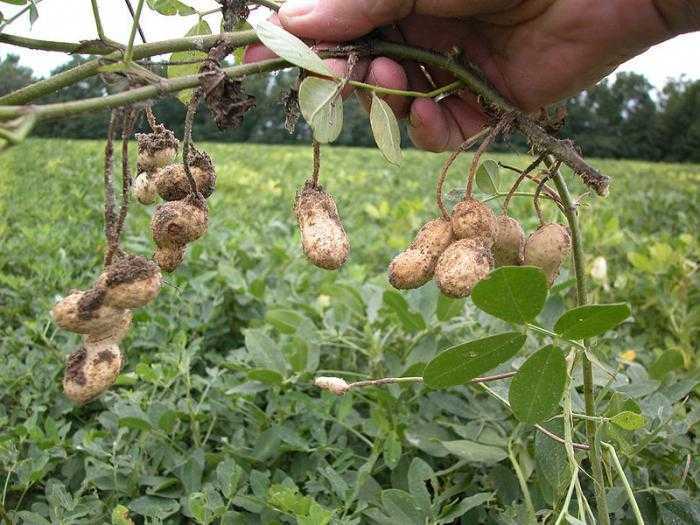 В каких условиях и как растет арахис? выращивание арахиса на приусадебном участке - sadovnikam.ru