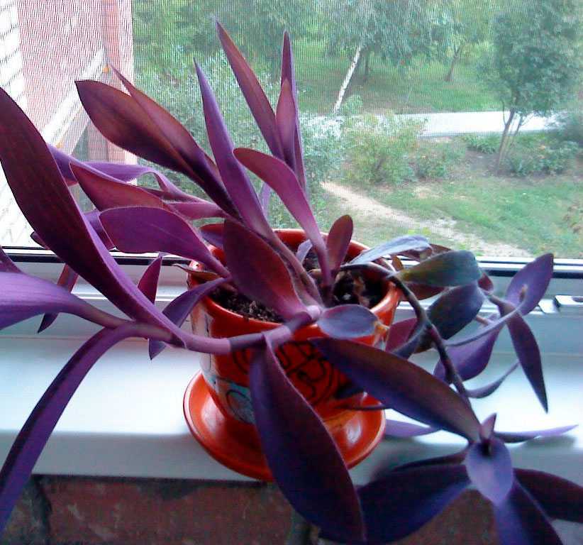 Вечнозеленый многолетник сеткреазия пурпурная (Setcreasea) — это растение с длинными побегами, которые украшают эффектные листовые пластины с заостренными верхушками Родом оно из Мексики