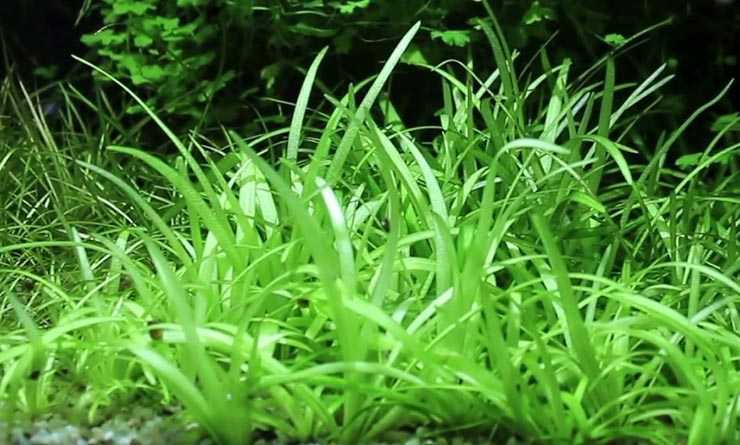 Стрелолист (sagittaria sagittaefolia) – аквариумное растение