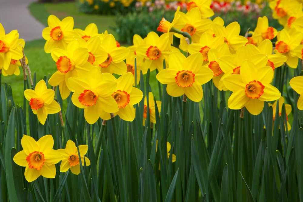 Нарциссы — неприхотливые цветы, которые нуждаются в периодической пересадке Как и в какое время года лучше проводить эту процедуру Благоприятное время и