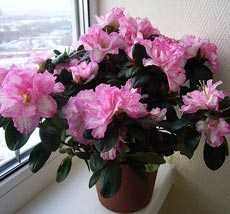 Комнатный цветок азалия: описание с фото, выращивание и уход в домашних условиях, размножение