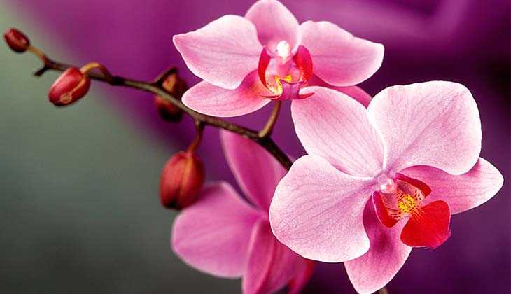 Как ухаживать за орхидеями в капсулах и как сохранить их в букете?