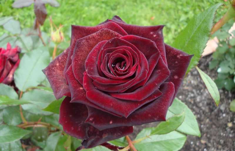 Как вырастить чёрную розу блэк баккара в своём саду
