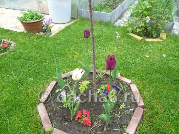 Тюльпаны - посадка и уход в открытом грунте в подмосковье и на урале