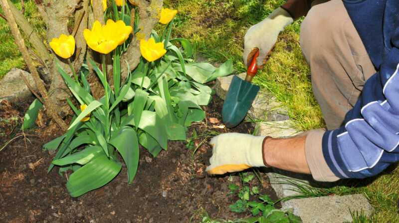 Чем подкормить тюльпаны ранней весной для пышного цветения в саду и роста?