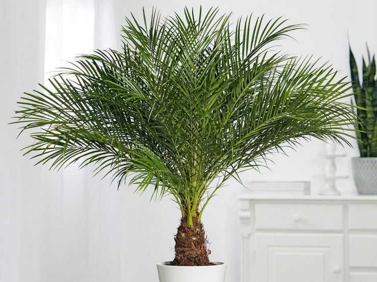 Финиковая пальма: как вырастить из косточки финик в домашних условиях правильно, уход за пальмой, фото