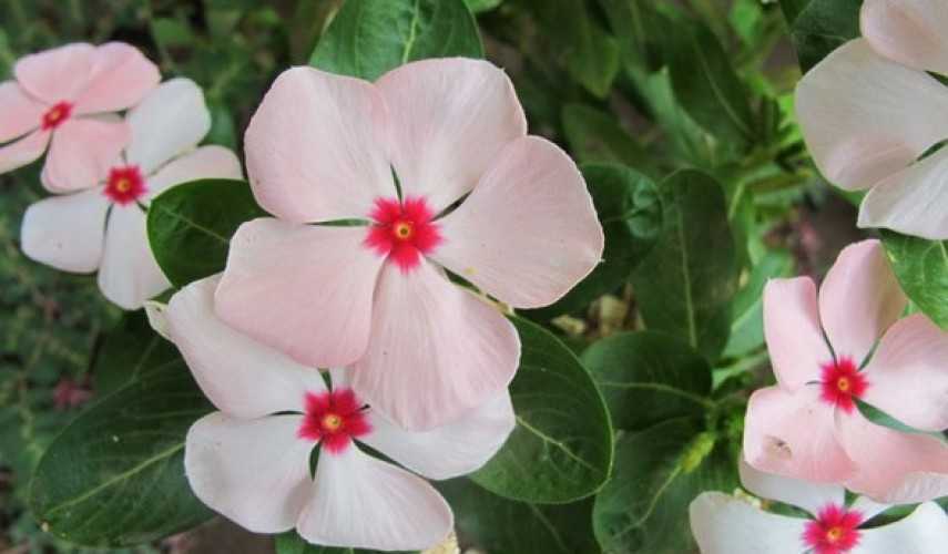 Цветок барвинок – посадка и уход, выращивание в открытом грунте