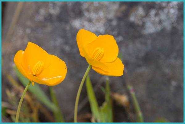 Эшшольция (eschscholzia) цветы — посадка и уход на садовом участке