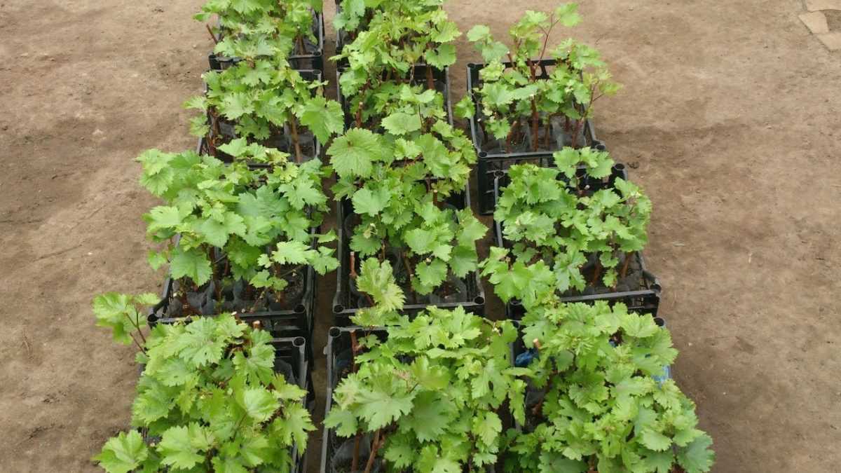 Размножение винограда черенками весной