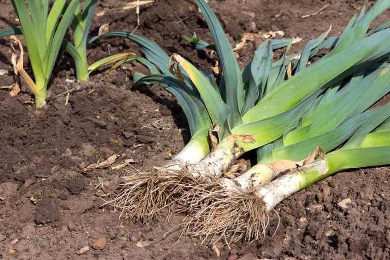 Лук-порей: выращивание и уход в сибири (посадка на рассаду, когда убирать) + фото и видео