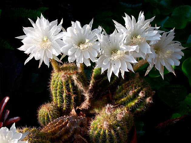 Род эхинопсис: описание и особенности ухода за кактусами