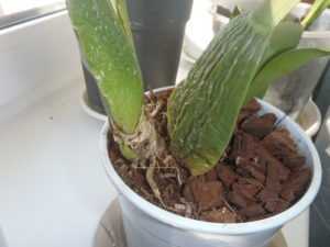 Орхидея камбрия (cambria): пересадка после покупки и уход в домашних условиях