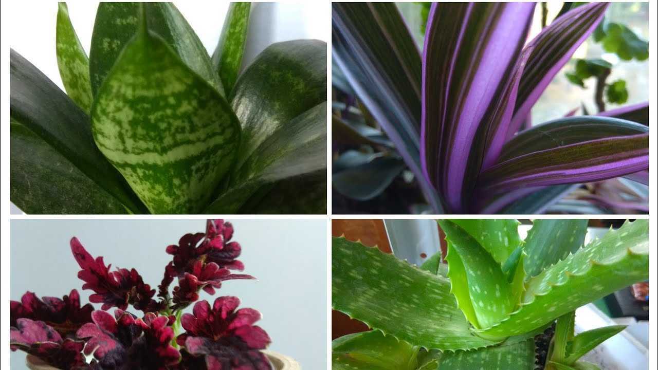 Комнатное растение шефлера – выращивание и уход в домашних условиях