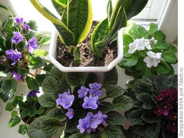 Аптекарский огород: лекарственные растения и травы на даче
