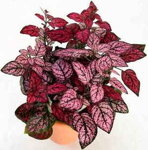Пестролистные комнатные растения: фото и названия цветов с пятнистыми листьями