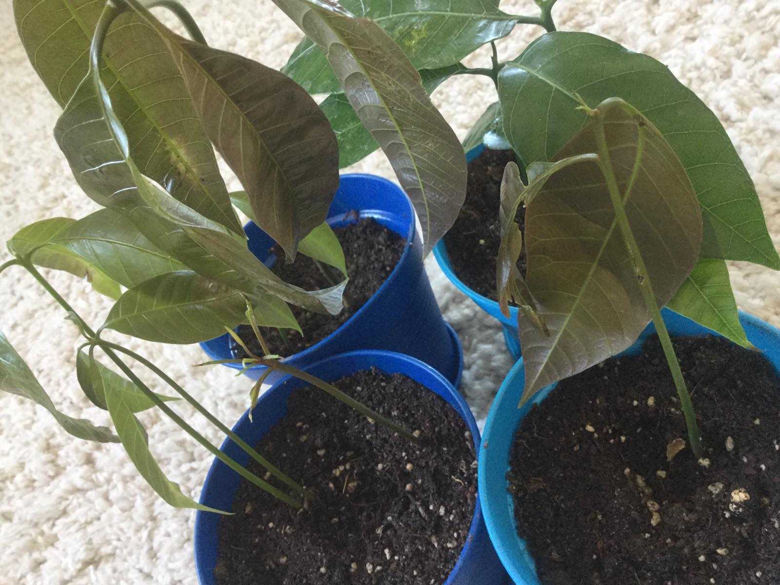 Как выращивать манго из косточки в домашних условиях в горшке: можно ли посадить фрукт из семечки и как правильно это сделать, как ухаживать, а также фото selo.guru — интернет портал о сельском хозяйстве
