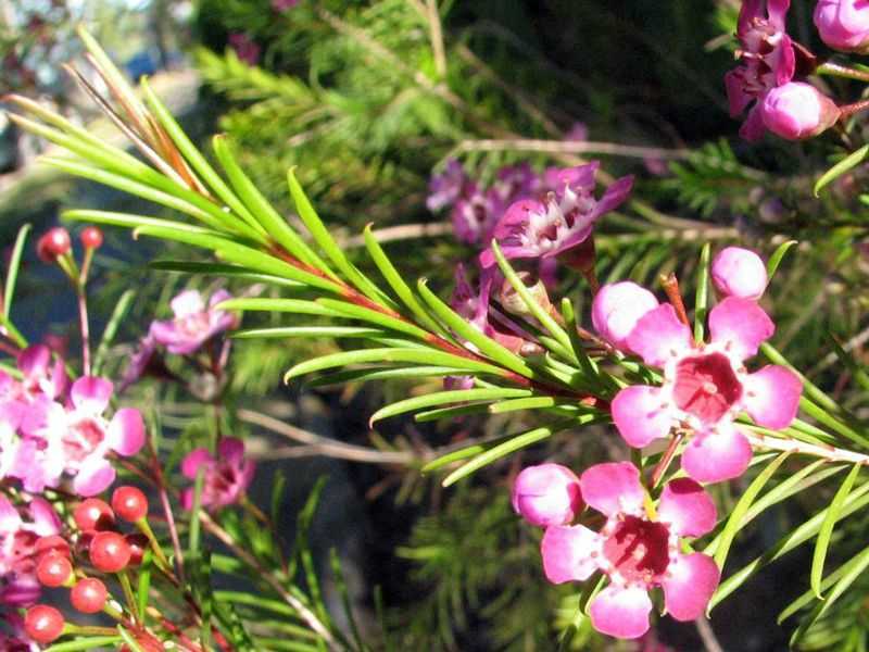 Геликония – уход за тропическим растением в домашних условиях, фото цветка