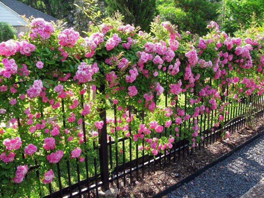 Можно ли посадить садовую розу в горшок дома. условия домашнего выращивания роз | дачная жизнь