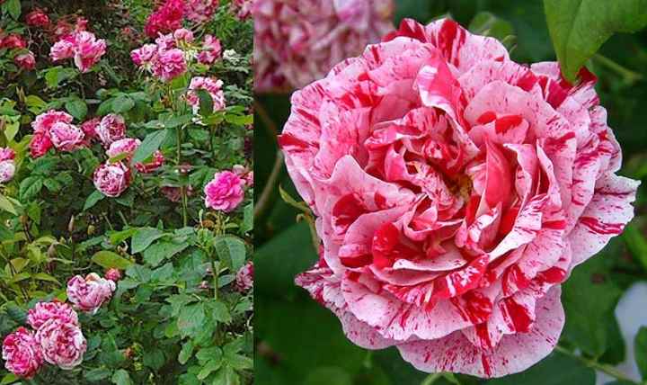 Роза парковая фердинанд пичард описание фото отзывы | мой сад и огород