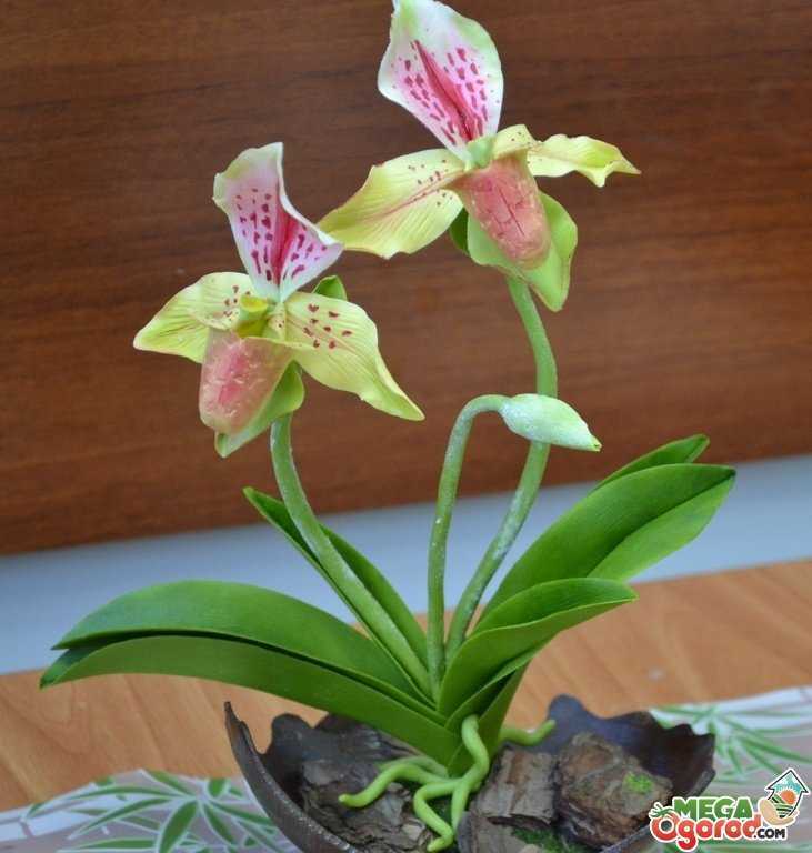 Венерин башмачок, или орхидея пафиопедилум: уход в домашних условиях