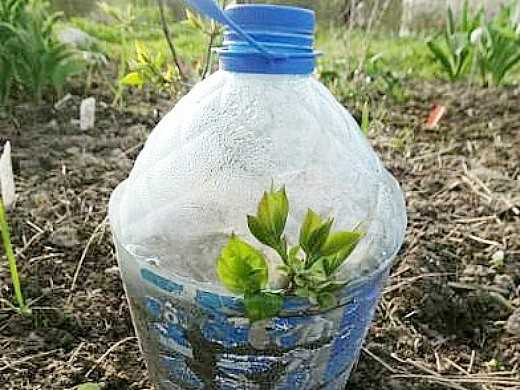 Как укоренить и вырастить хризантему из букета