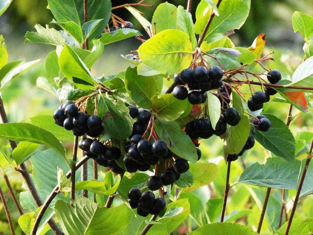 Арония - черноплодная рябина: посадка и уход - моя дача - информационный сайт для дачников, садоводов и огородников