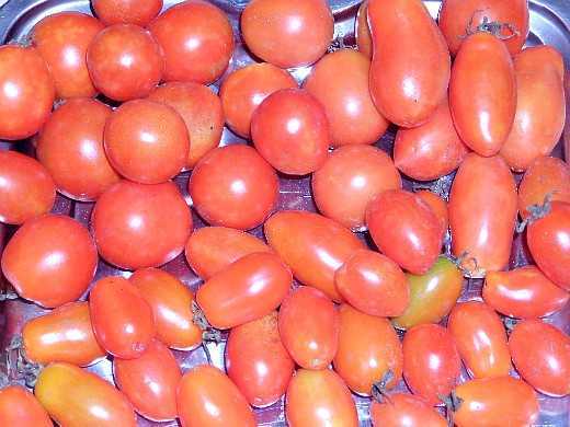 Сорта помидоров для открытого грунта: лучшие урожайные сорта. 125 фото и видео рекомендации экспертов