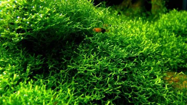 Яванский мох в аквариуме: содержание, как вырастить и закрепить