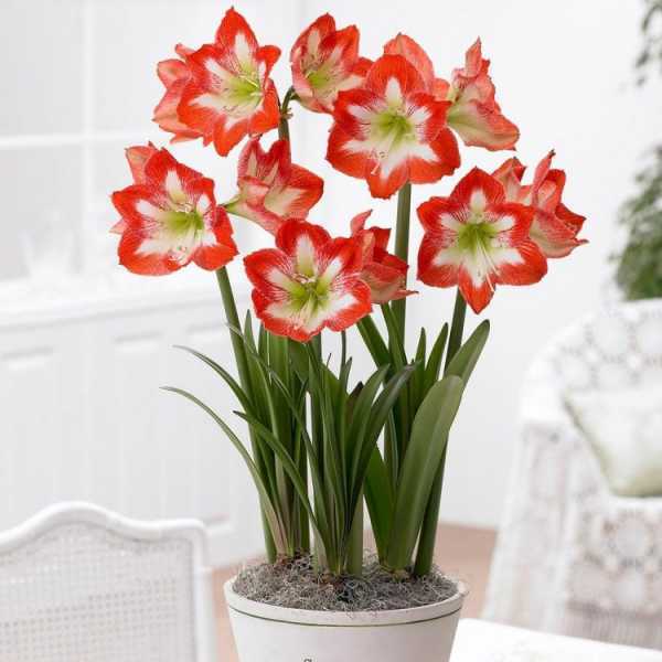 Цветок амариллис: уход в домашних условиях, фото и посадка амариллиса, домашний амариллис зимой