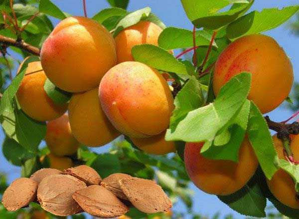 Выращивание абрикоса: посадка, уход, хранение