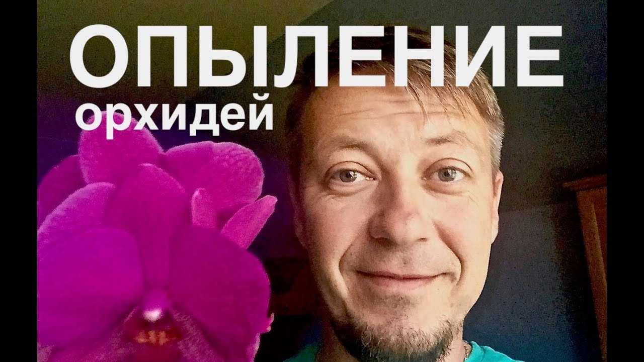 Целогина — орхидея без капризов. уход в домашних условиях. фото — ботаничка.ru