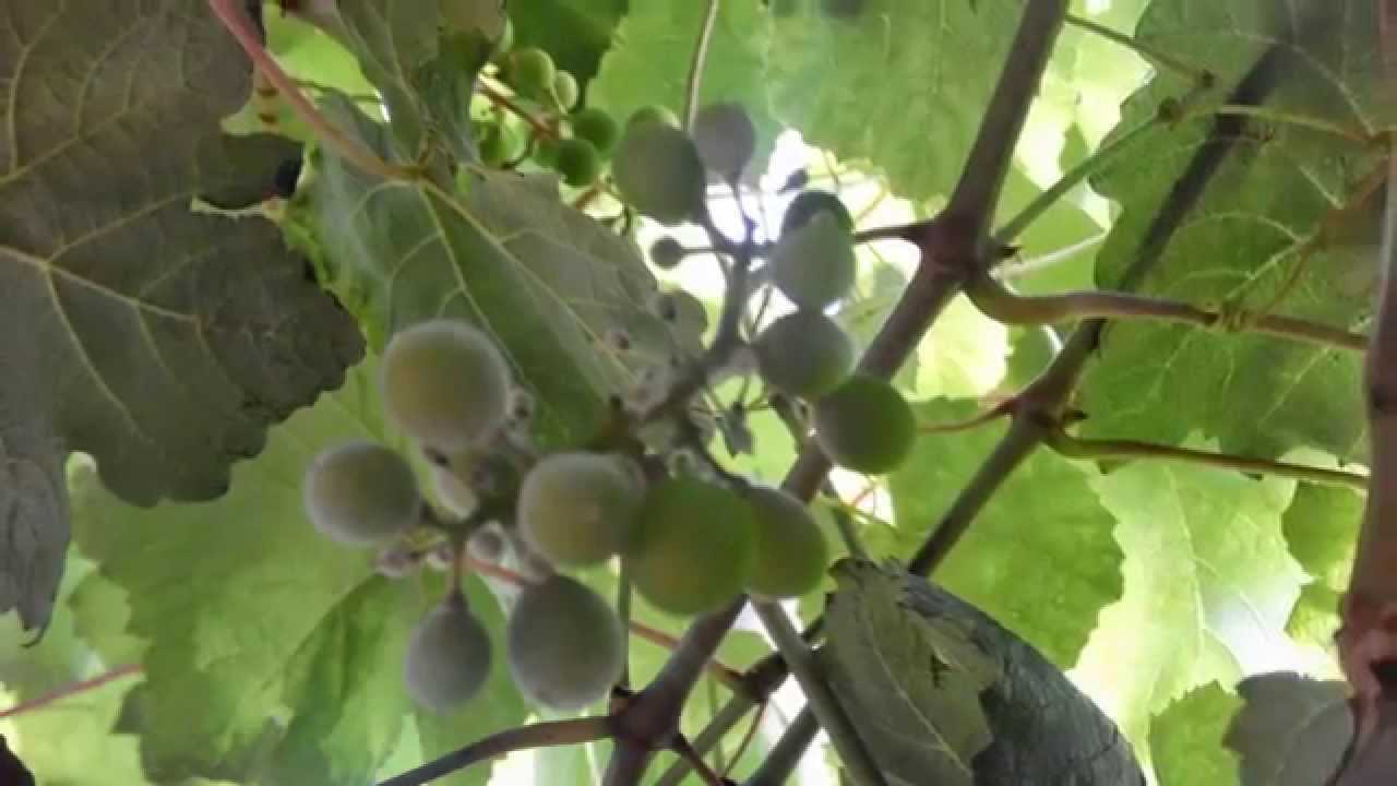 Милдью винограда: лечение и способы борьбы, видео и фото