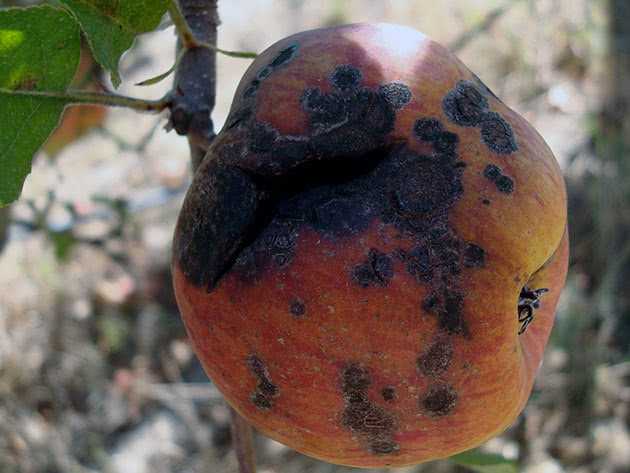 Чем обработать яблоню от парши, препараты, чем опрыснуть, средство фитоспорин