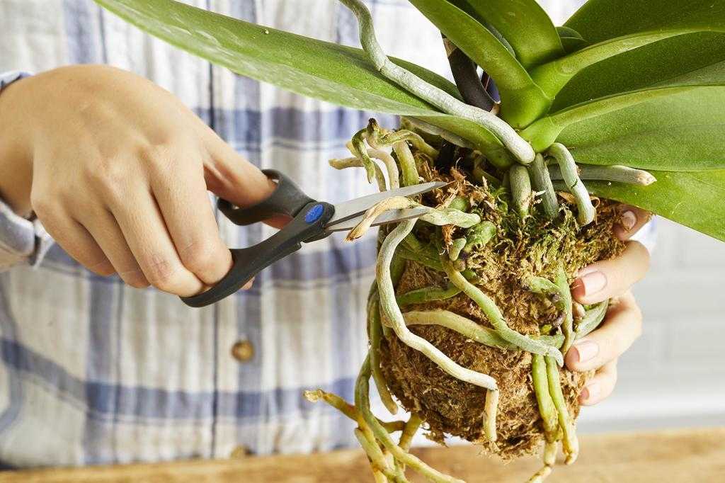 Орхидея "дендробиум": описание, фото, уход в домашних условиях