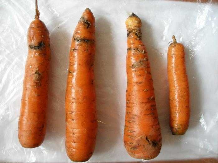 Как вырастить морковь и защитить от вредителей. когда сеять морковь