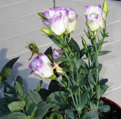 Эустома (лизиантус) – выращивание из семян в домашних условиях